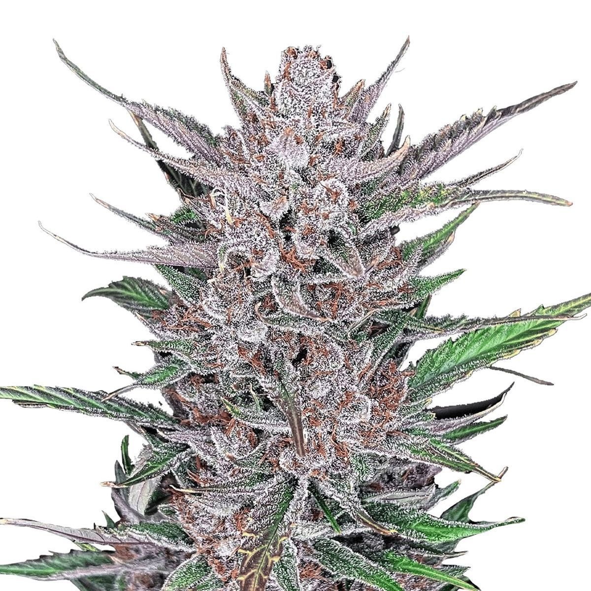 Gorilla Punch Auto (FastBuds) feminisiert