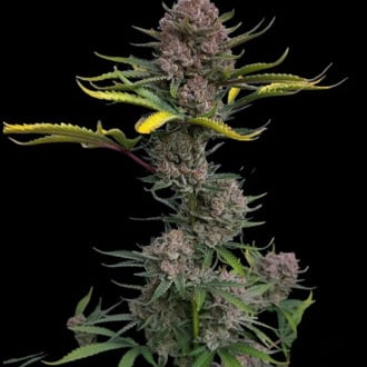 Gorilla Punch Auto (FastBuds) feminized