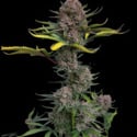 Gorilla Punch Auto (FastBuds) feminized