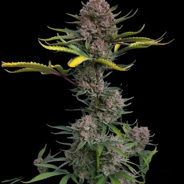 Gorilla Punch Auto (FastBuds) feminized
