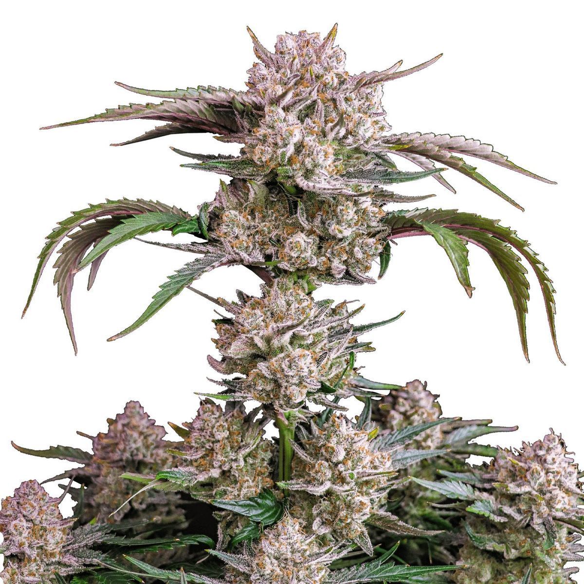 Strawberryz Auto (Fast Buds)