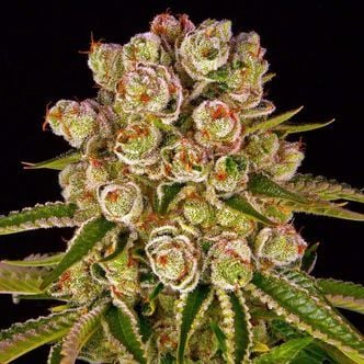 Kush Mintz (Barney's Farm) feminized