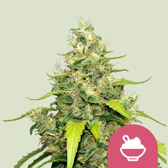 Blue Gelato (Royal Queen Seeds) feminized