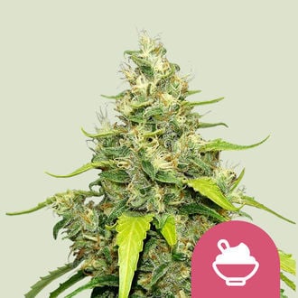 Blue Gelato (Royal Queen Seeds) feminisiert