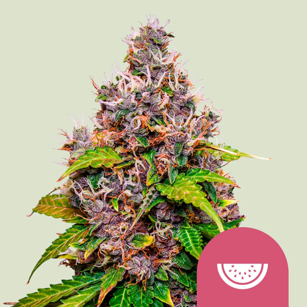 Watermelon (Royal Queen Seeds) feminisiert