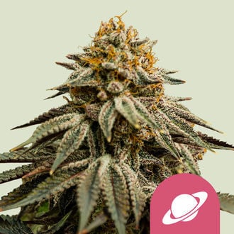 Royal Skywalker (Royal Queen Seeds) feminisiert