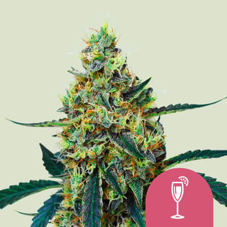 Mimosa (Royal Queen Seeds) feminized