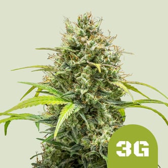 Triple GAutomatic (Royal Queen Seeds) feminisiert