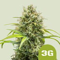 Triple G Automatic (Royal Queen Seeds) Feminized