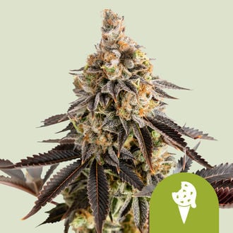 Cookies Gelato Automatic (Royal Queen Seeds) Feminisiert