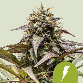 North Thunderfuck Automatic (Royal Queen Seeds) Feminisiert