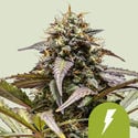 North Thunderfuck Automatic (Royal Queen Seeds) Feminized