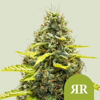 Royal Runtz Automatic (Royal Queen Seeds) feminisiert