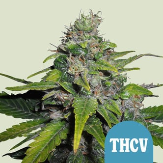 Royal THCV (Royal Queen Seeds) feminisiert