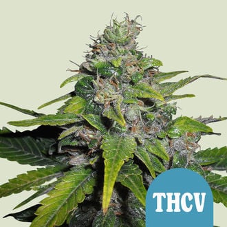 Royal THCV (Royal Queen Seeds) feminisiert