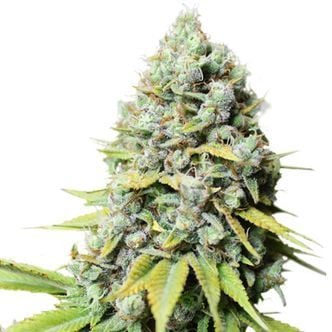 Kosher Haze (Super Sativa Seed Club) feminisiert