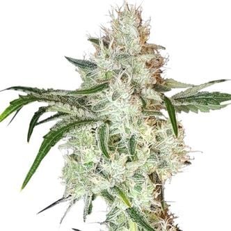 Lemon OG (Super Sativa Seed Club) feminized