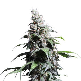 Pineapple Poison (Super Sativa Seed Club) feminized