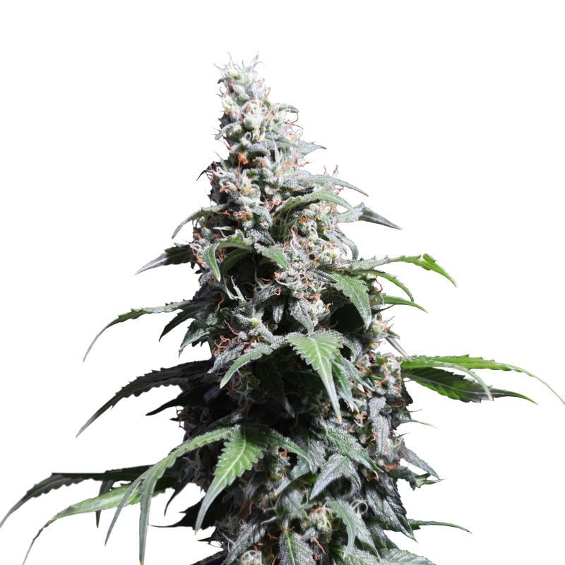 Happy Haze Feminisiert (Amsterdam Seed Center)