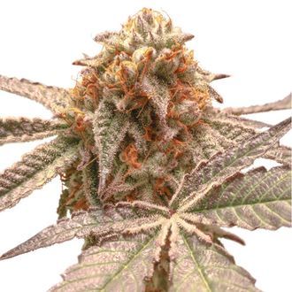 Purple OG Punch (Super Sativa Seed Club) feminisiert