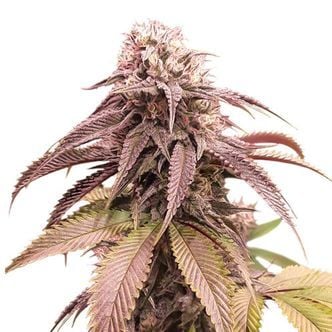 Strawberry Cookies (Super Sativa Seed Club) feminisiert