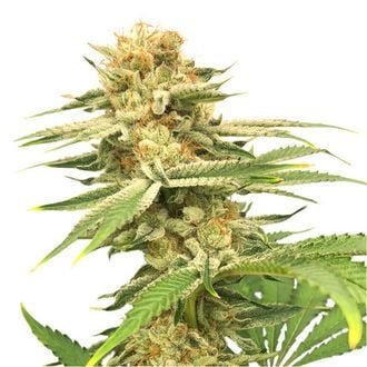 Friesland (Super Sativa Seed Club) regulär