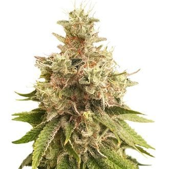 Golden Apple Haze (Super Sativa Seed Club) regulär