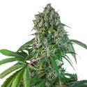 Karel's Herer Haze (Super Sativa Seed Club) regulär