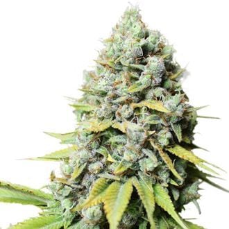 Kosher Haze (Super Sativa Seed Club) regulär