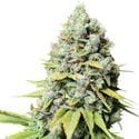 Kosher Haze (Super Sativa Seed Club) regulär