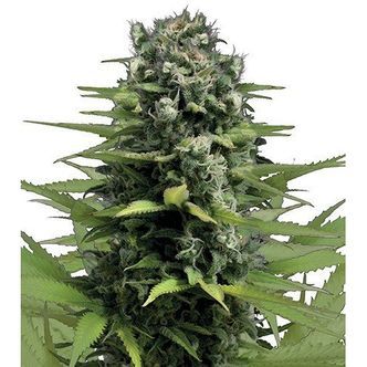 Lemon Haze (Zativo Seeds) feminisiert