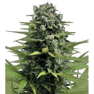 Lemon Haze (Zativo Seeds) Feminized