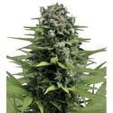 Lemon Haze (Zativo Seeds) Feminisiert