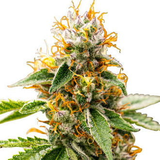 Mango Kush (Zativo Seeds) Feminized