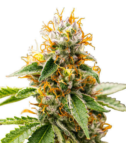 Mango Kush Strain | Zativo Seeds - Zamnesia