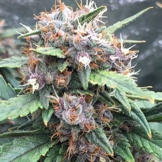 Red Banana Berry (Growers Choice) feminized