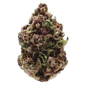 Pink Magic Fast Version (Growers Choice) feminisiert