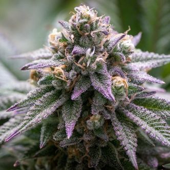 Ultra Violet GMO (Growers Choice) feminized