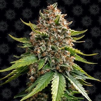 White Widow XXL Auto (Barney's Farm) feminisiert