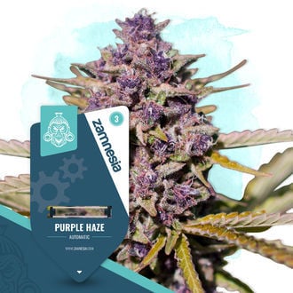 Purple Haze Automatic (Zamnesia Seeds) feminized