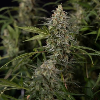 Purple Haze Autoflower (Zamnesia Seeds) feminized