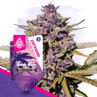 Purple Haze Autoflower (Zamnesia Seeds) feminized