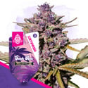 Purple Haze Autoflower (Zamnesia Seeds) feminized