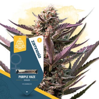 Purple Haze (Zamnesia Seeds) feminisiert