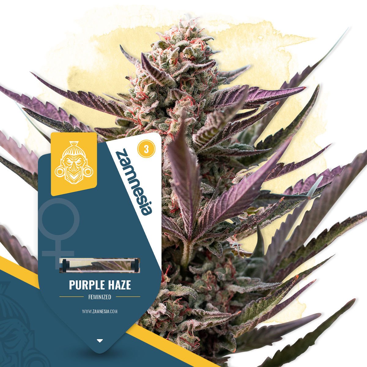 Purple Haze Strain Zamnesia Seeds Zamnesia
