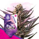 Purple Haze (Zamnesia Seeds) feminized
