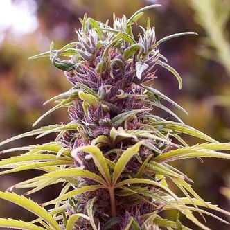 Durban Poison (Nirvana Seeds) feminized