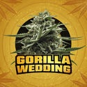 Gorilla Wedding (BSF Seeds x Zamnesia Seeds) feminisiert