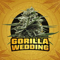 Gorilla Wedding (BSF Seeds x Zamnesia Seeds) feminized