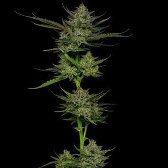 Sour Apple Auto (Humboldt Seed Company) feminisiert